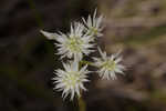 Baldwin's milkwort